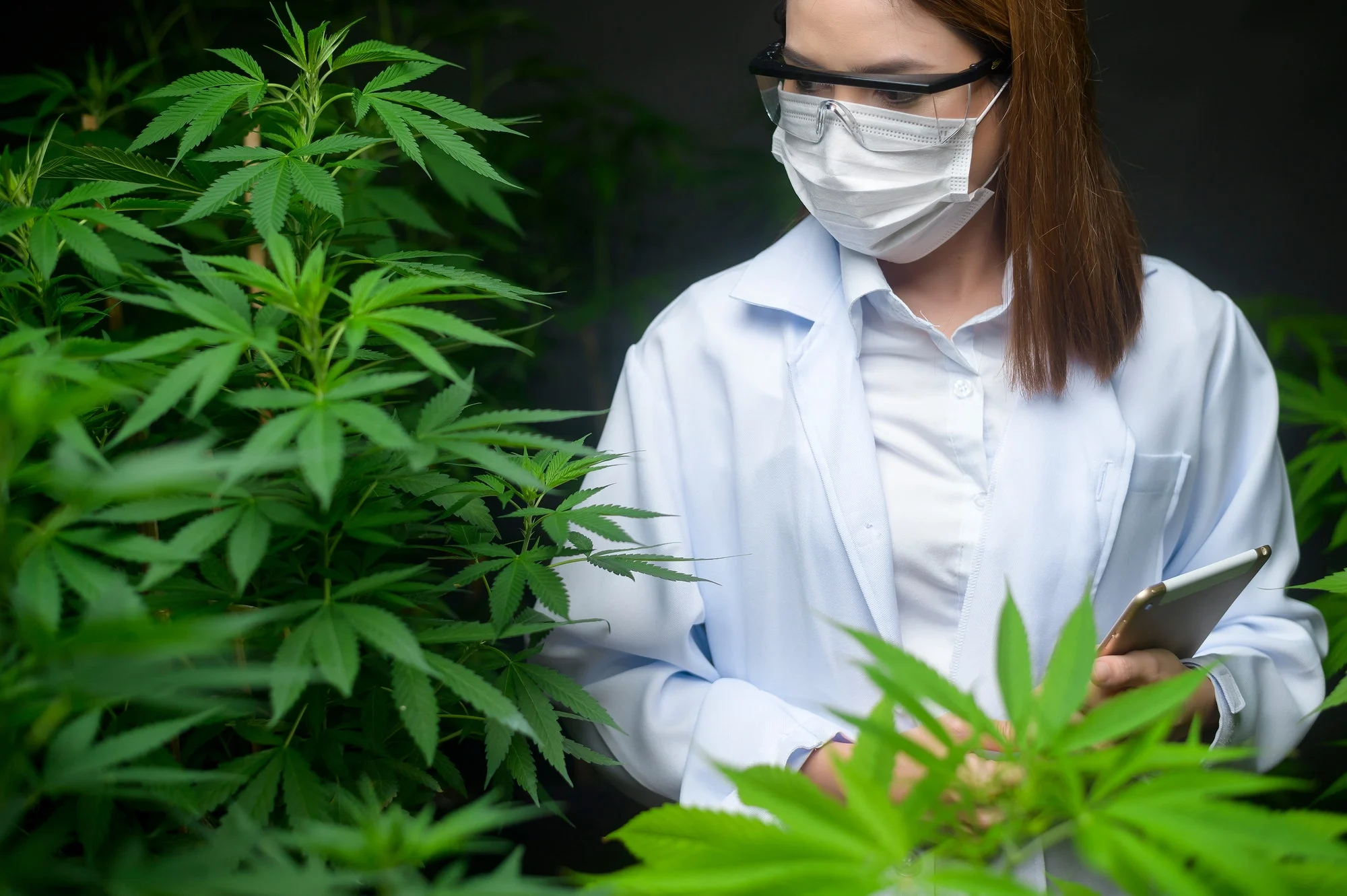 Concept of cannabis plantation for medical, a scientist using tablet to collect data on cannabis ind